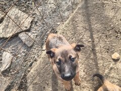 Ciobanesc belgian Malinois